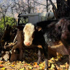 Tibet Sichuan Expedition | Western Sichuan Tour | Jay Chongqing Tour